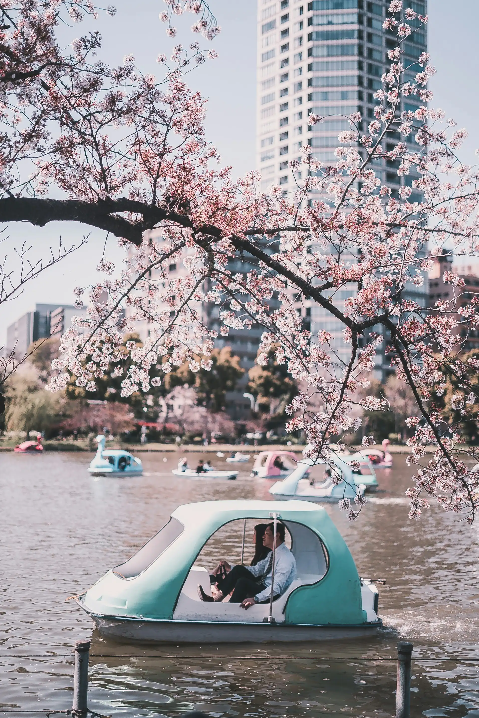 sakuro along a lake